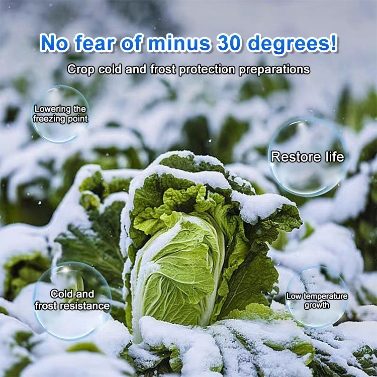 Plant Antifreeze Relieves Frost Damage, Prevents Freezing and Resists Severe Cold